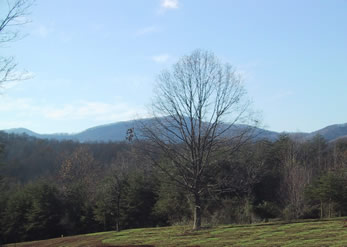 Rolling Hills with Mountain Views