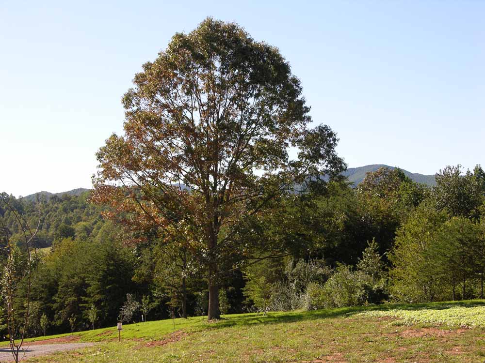 Oak on Stagebridge Trail