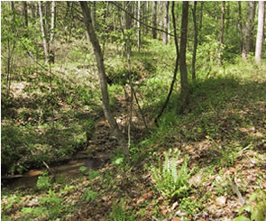 stream on mountain lot