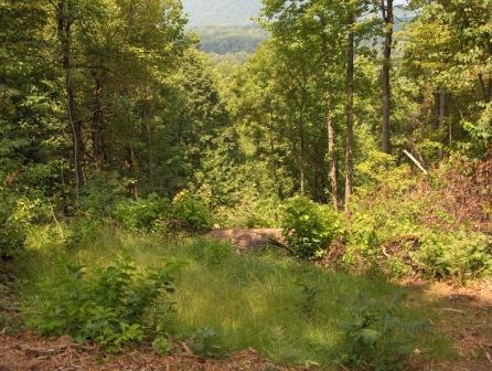 Lush plant growth around Lot 12