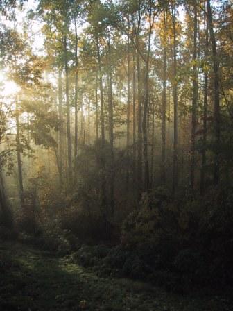 Light filtering through forest at Stagebridge 